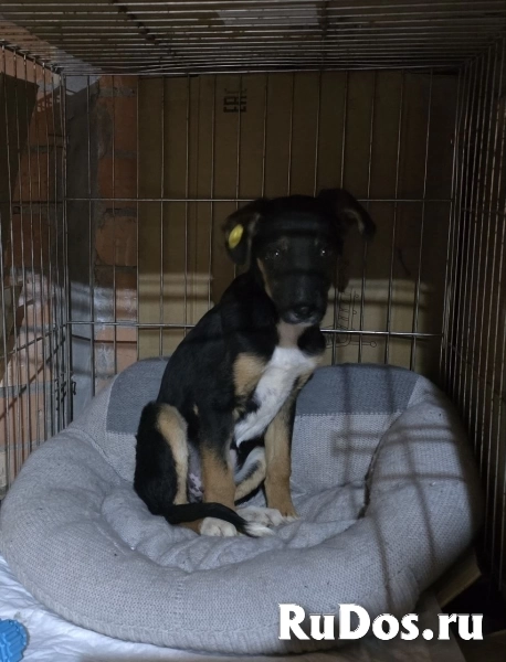 Эксклюзивная порода Monkeyrrier изображение 3