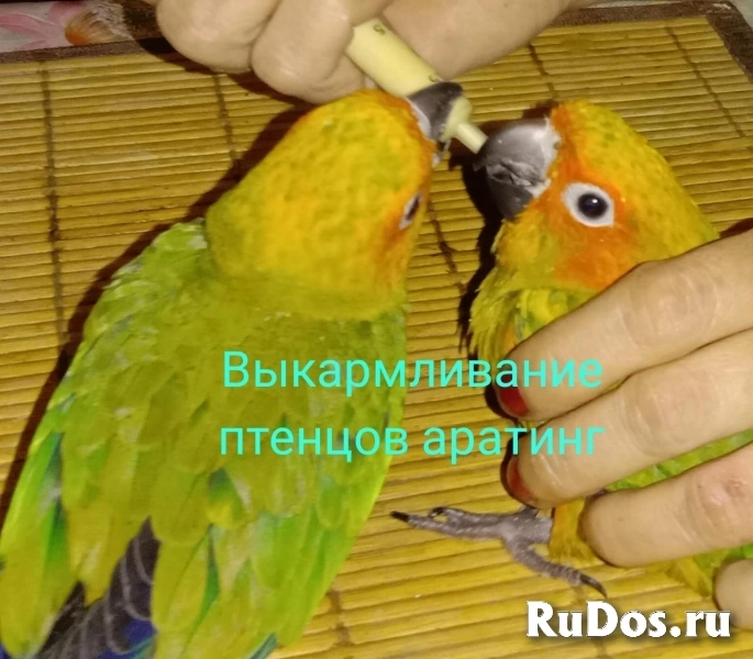 Аратинга птенец выкормыш от заводчика изображение 3