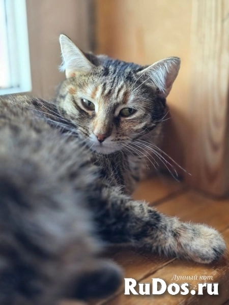 Кошечка Джанни фото