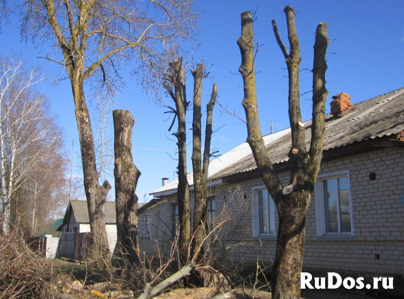 Спиливание аварийных деревьев в Бабяково фото