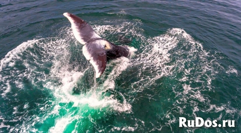 Навстречу китам! Тур по акватории Охотского моря. фото