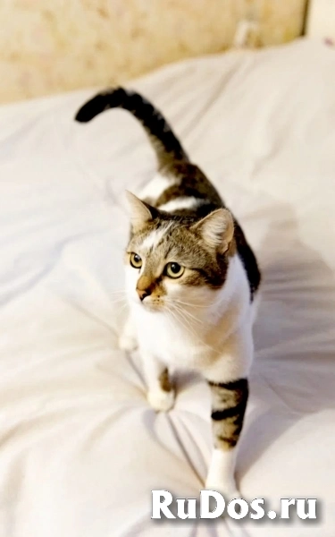 котик Бантик ищет дом фотка