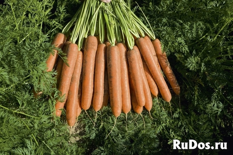 Морковь намдал F1 2,2-2,4 (1 000 000 семян) Bejo фото