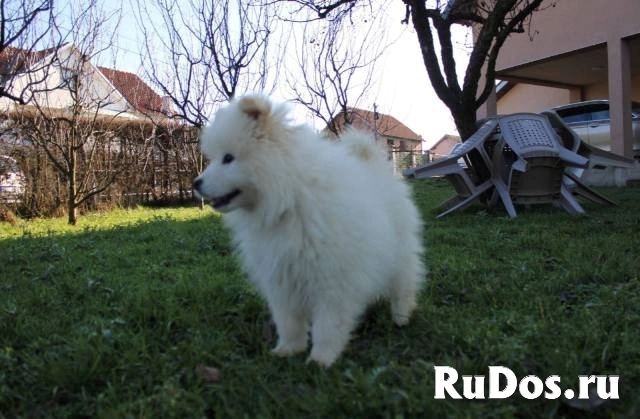 Щенок самоеда фотка