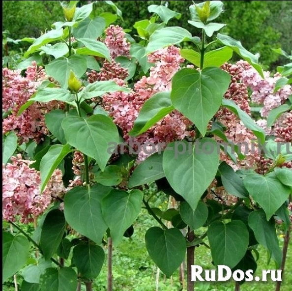 Саженцы сирени купить в Москве, крупномеры и небольшие растения фотка