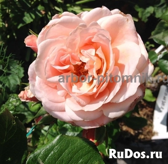 , купить растения изображение 9