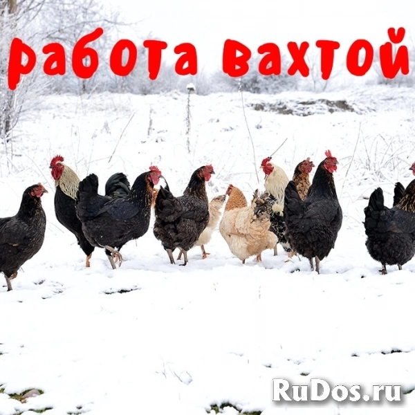 Птицефабрика Вахта Работа без опыта Упаковщики фото