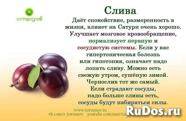Слива Венгерка синяя (типа Угорки), оздоровительная, экологически чистая изображение 5