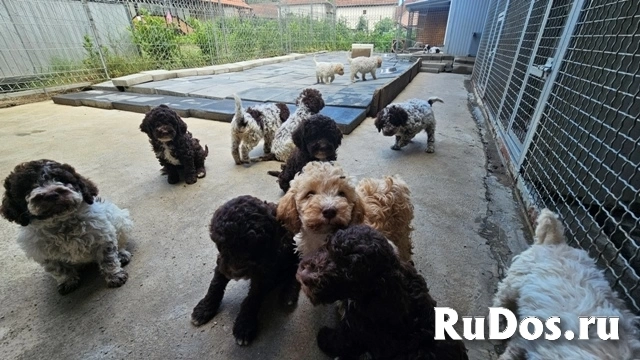 Лаготто-романьоло, великолепные щенки фотка