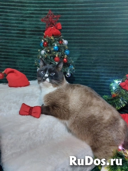 Ищет дом чудесный молодой котик. изображение 8