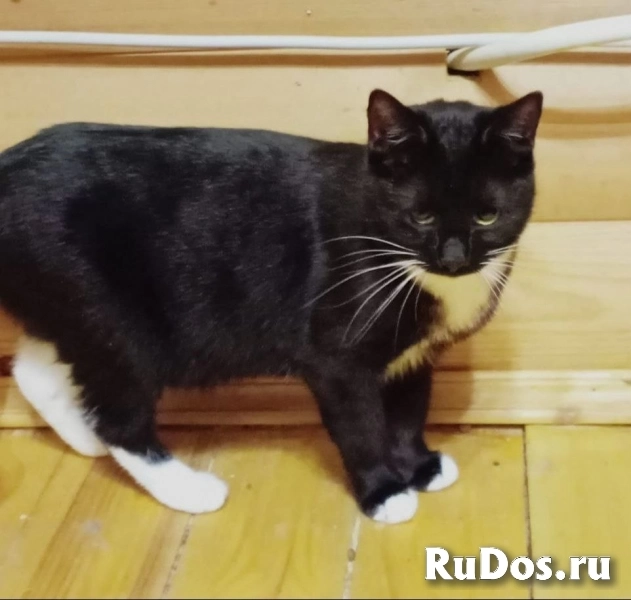 Кошечка Ингрид в добрые руки изображение 4