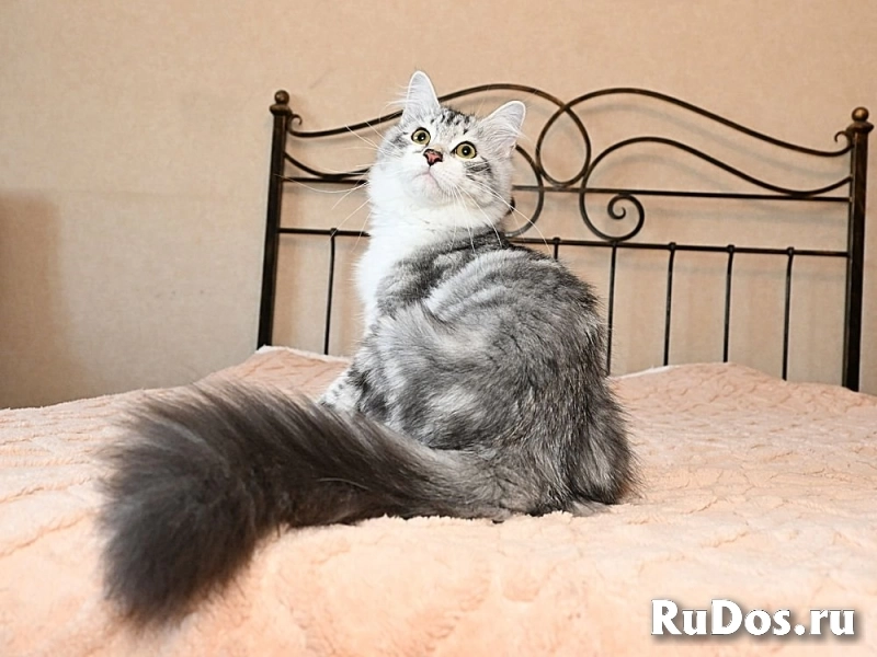 Невские маскарадные  и сибирские котята продаются изображение 3