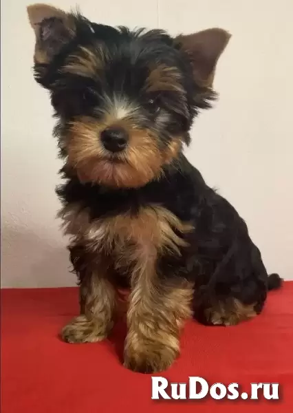 Йоркширский терьер мини, есть доставка изображение 5