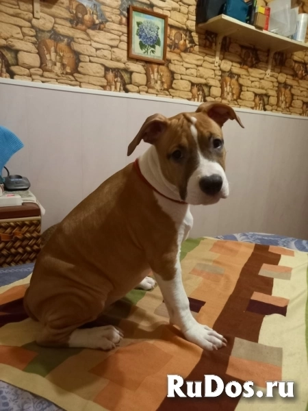 Милые детки Амстаффтерьера  ркф фотка