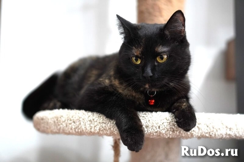 Замечательная молодая кошечка Плюша ждёт свою семью. изображение 6