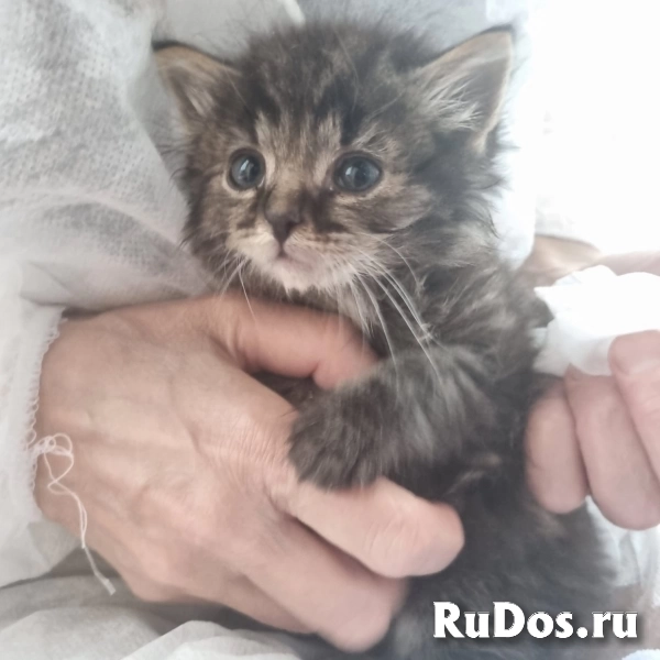 Чудесные котята Тим и Том в добрые руки. фотка