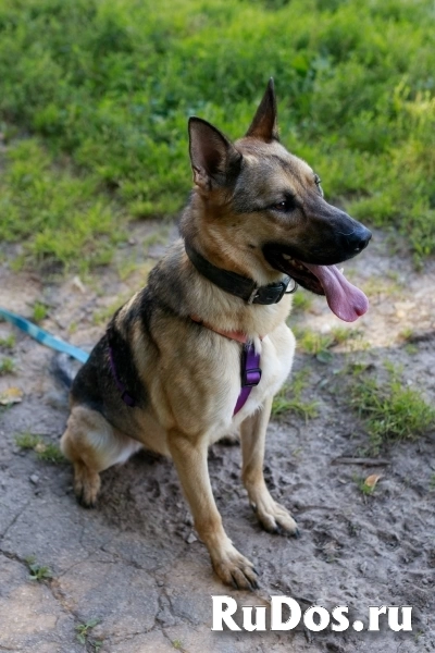 Мила самая милая и добрая собака ищет дом! изображение 6