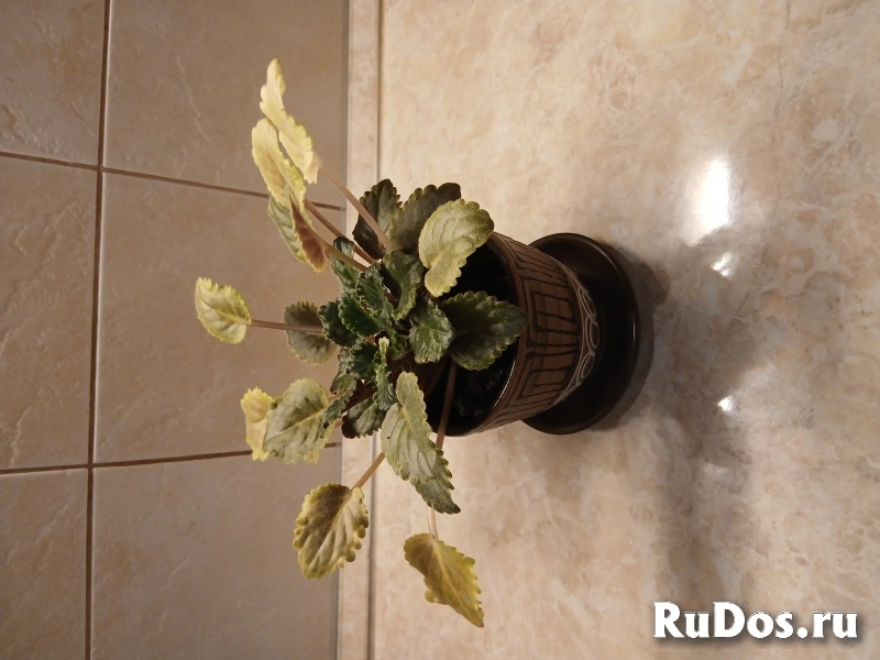 , купить растения фотка