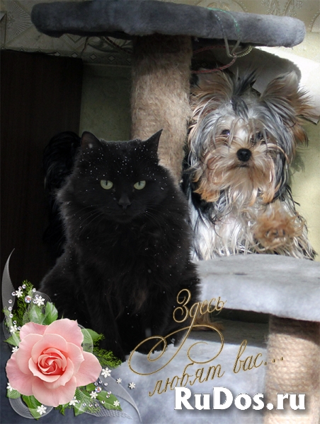 Гостиница-Передержка для кошек и маленьких собак фото