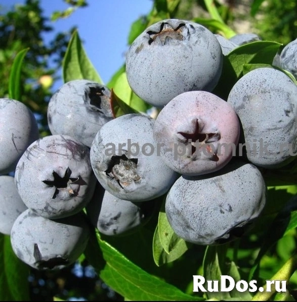 Саженцы голубики из питомника с доставкой и посадкой изображение 6