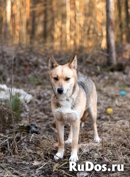 Улыбка на лапках — Бетти 1 год, всего 11 кг счастья! фотка
