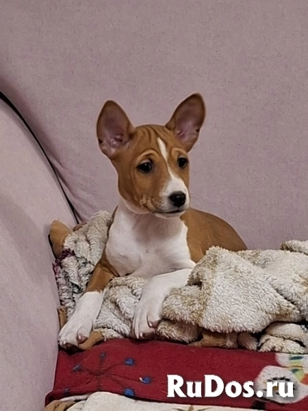 Щенки басенджи изображение 7