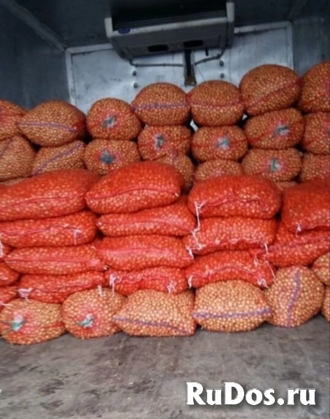 Продам лук севок собственного производства. изображение 3