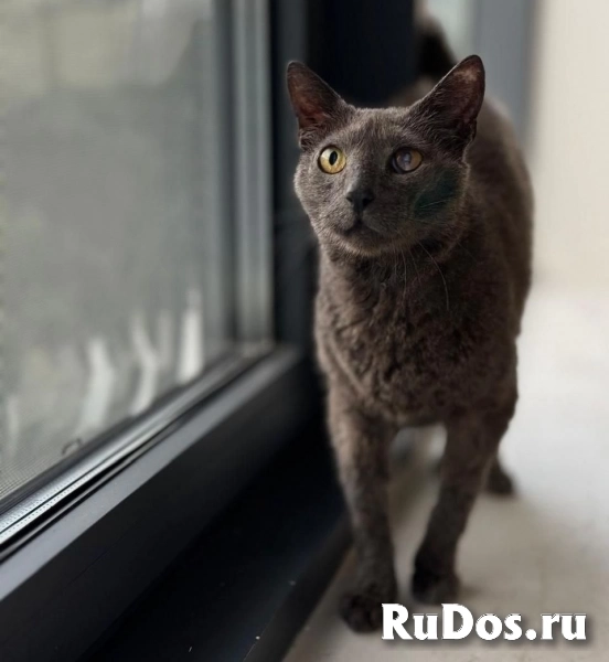 Красивый молодой кот Гера в добрые руки фотка