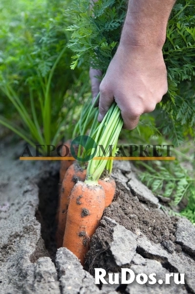 Морковь навал F1 2,0-2,2 (1 000 000 семян) Bejo фото