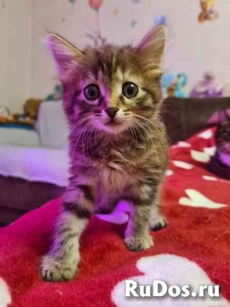 Ищет дом очаровательный котенок девочка. фото
