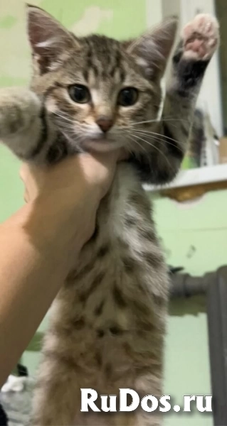 Это Салинка! Чудесная нежная девочка! фотка