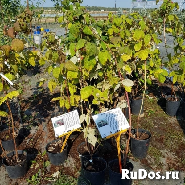 Плодово-ягодные кустарники малины изображение 3