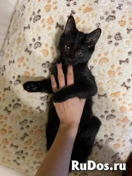 Очень милый и игривый котенок Черныш в добрые руки! фотка
