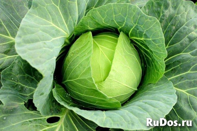 Свежие овощи и фрукты оптом и в розницу — напрямую от поставщика в Омске! фотка