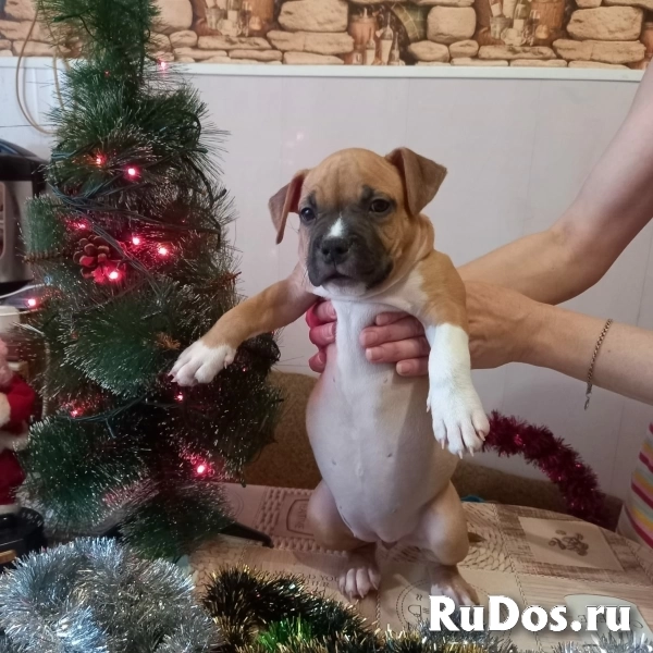 Рыжие малыши Амстаффтерьера ркф фотка