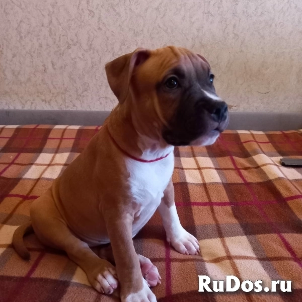 Рыжие  девочки Амстаффтерьера ркф изображение 6