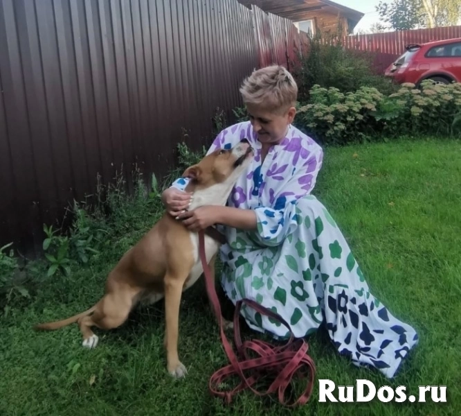 Ищет семью собака Хельга. В добрые руки. фотка