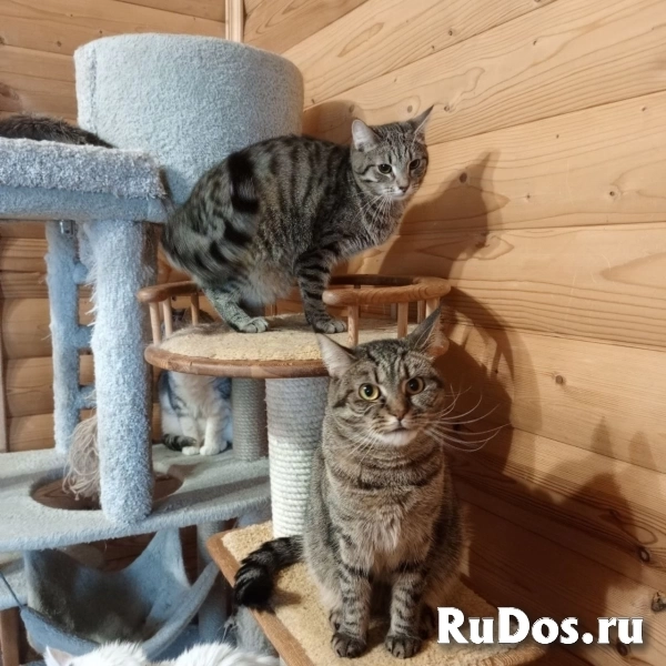 Кошечка Ария изображение 5