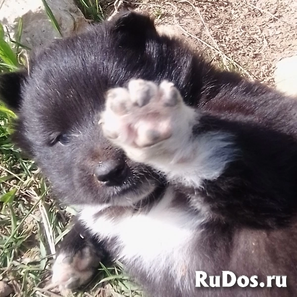 Щенки метисы Лапхунт и РЕЛ фотка