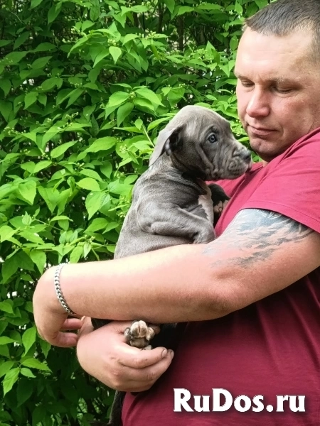 Милая голубая девочка  Амстаффтерьера  ркф изображение 7