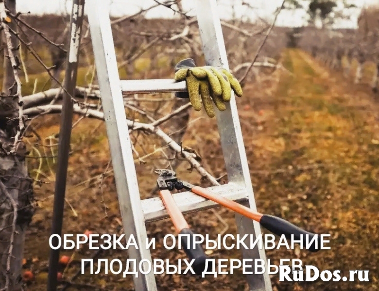 Обрезка деревьев Воронеж и опрыскивание от вредителей фото