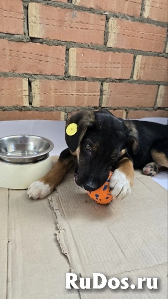 Эксклюзивная порода Monkeyrrier изображение 6