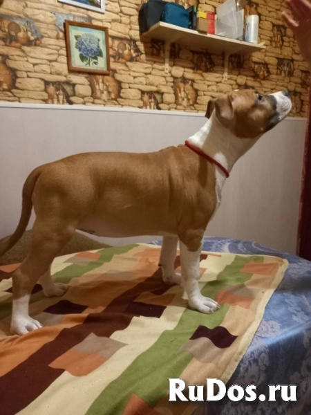 Милые детки Амстаффтерьера  ркф изображение 7