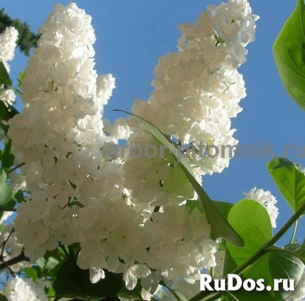 Саженцы сирени из питомника, каталог с сортами в интернет магазине изображение 4
