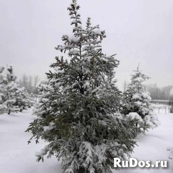 Туи. Любые хвойные растения. фотка