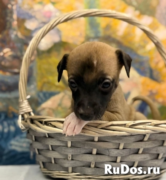 уиппет изображение 5
