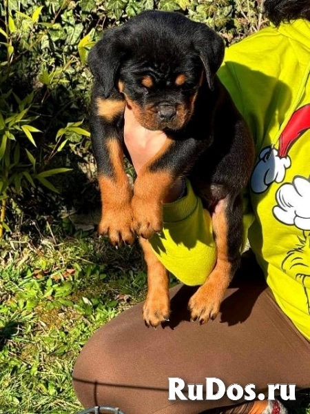 Щенки ротвейлера изображение 4