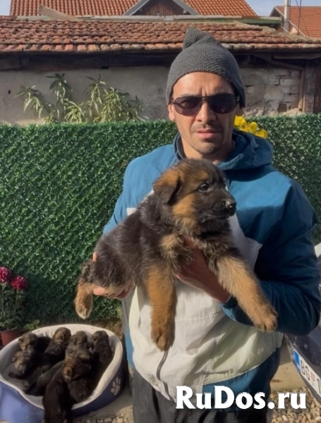 Немецкая овчарка изображение 8