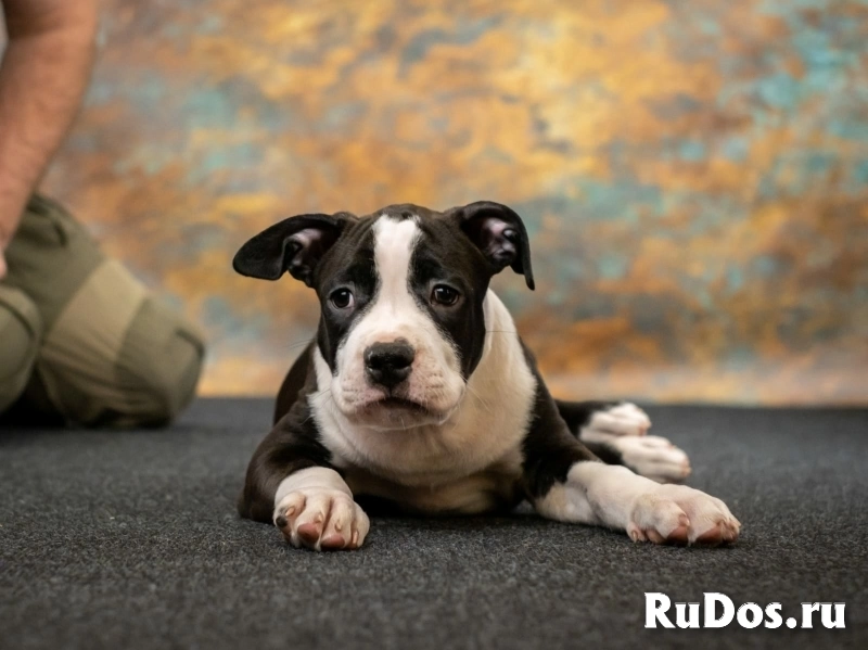 Черные кобели Амстаффа ркф изображение 8