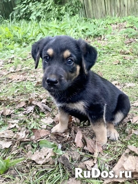 Милый щенок Мерт в добрые руки. изображение 7